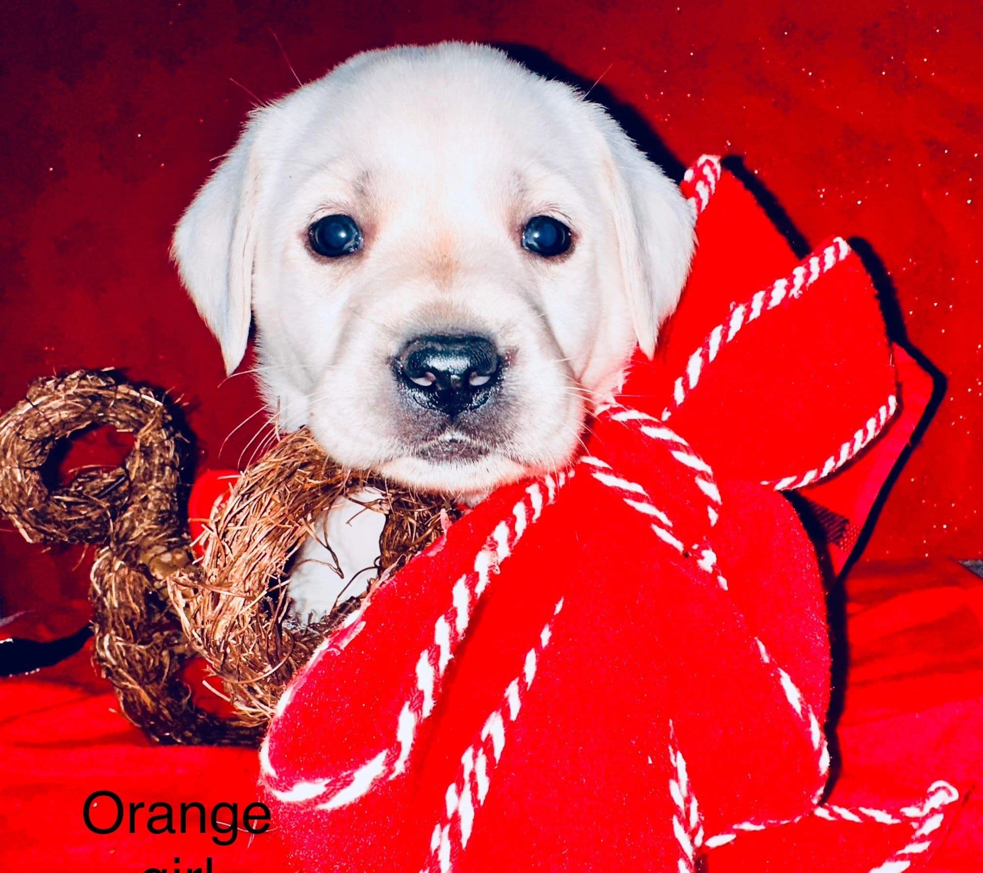 Mali × Drake puppy