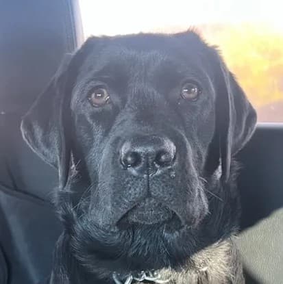 Kaya